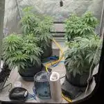 Ethos | Exotic Genetix