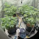 Ethos | Exotic Genetix