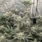 More Clearwater Genetics