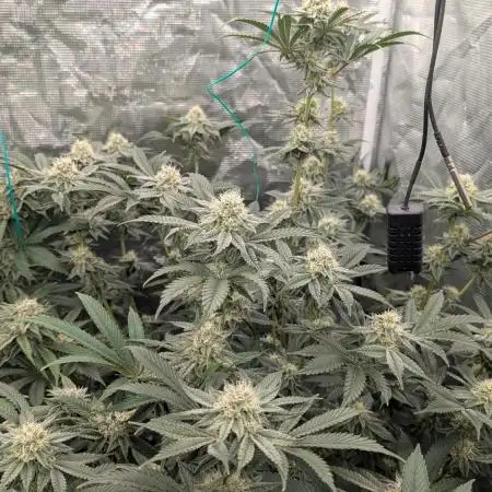 More Clearwater Genetics