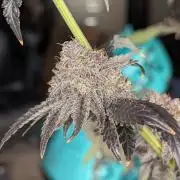 More Clearwater Genetics