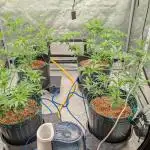 Ethos | Exotic Genetix