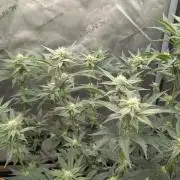 Ethos | Exotic Genetix