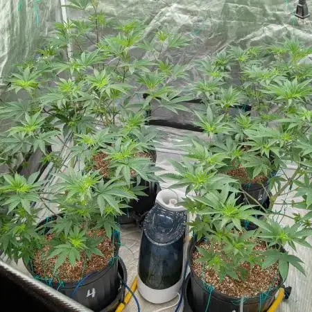 More Clearwater Genetics