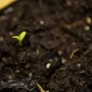 Syrian rue / Peganum harmala II