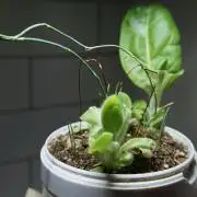 Ma huang / Ephedra sinica