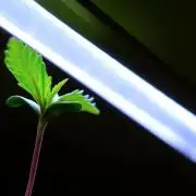 Purple Punch OG🍇IV