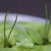 Ma Huang / Ephedra Sinica