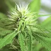 Strawberries & Cola 🍓🥤