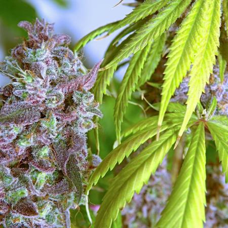 Purple Punch OG🍇II