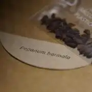 Syrian rue / Peganum harmala