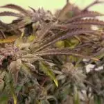 ♔DosSiDos33 Barney's Farm ★★★★★