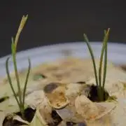 Ma huang / Ephedra sinica