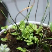 Ma huang / Ephedra sinica