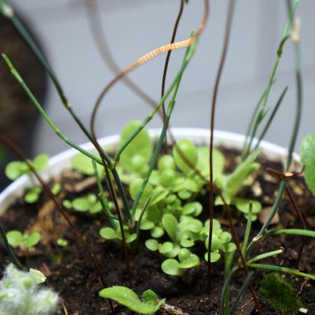 Ma huang / Ephedra sinica