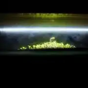 Purple Punch OG② 🍇IV