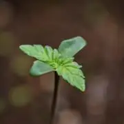 Making a Monster 🗿