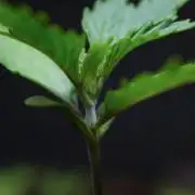 Purple Punch OG🍇IV