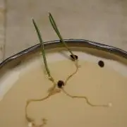 Ma Huang / Ephedra Sinica