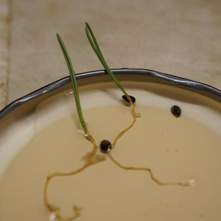 Ma Huang / Ephedra Sinica