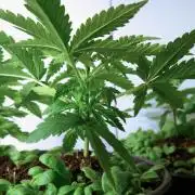 Strawberries & Cola 🍓🥤