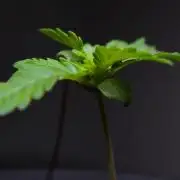 Making a Monster 🗿