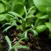 Syrian rue / Peganum harmala