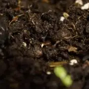 Syrian rue / Peganum harmala II