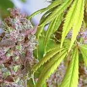 Purple Punch OG🍇II