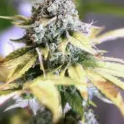San Fernando Lemon Kush