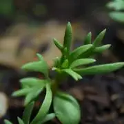 Syrian rue / Peganum harmala II