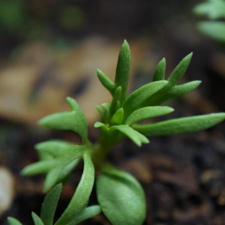 Syrian rue / Peganum harmala II