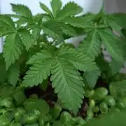 Making Monster(s) 🗿