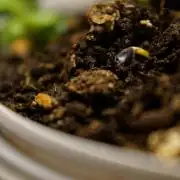 Ma Huang last batch🤯