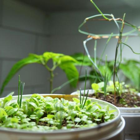 Ma Huang last batch🤯