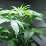 Strawberries & Cola 🍓🥤