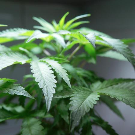 Strawberries & Cola 🍓🥤