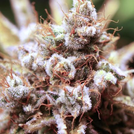 Red Hot Cookies🤟
