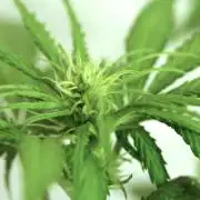 Strawberries & Cola 🍓🥤