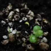 Syrian rue / Peganum harmala