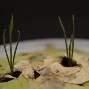 Ma huang / Ephedra sinica