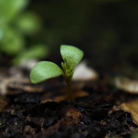 Syrian rue / Peganum harmala II