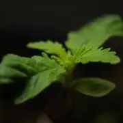 Strawberries & Cola 🍓🥤