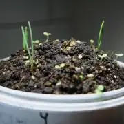 Ma huang / Ephedra sinica II