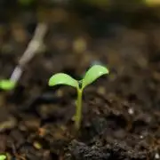 Syrian rue / Peganum harmala II