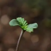 Strawberries & Cola 🍓🥤