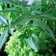 Purple Punch OG🍇IV