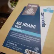 Ma huang / Ephedra sinica II