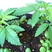 Strawberries & Cola 🍓🥤