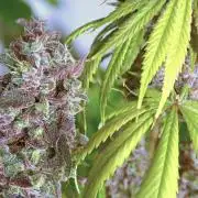 Purple Punch OG🍇II